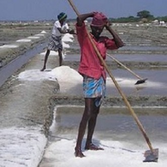 Reduction In Salt Production In Kanyakumari: Reasons [RESEARCH]