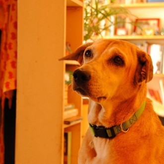 Looking For A Best Friend? Adopt A Pariah!
