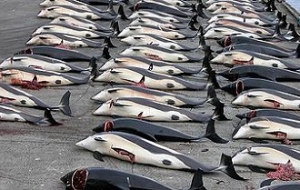 Whaling: How It All Goes Down; Time To Put An End