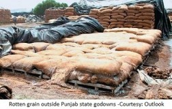 Rotten grains