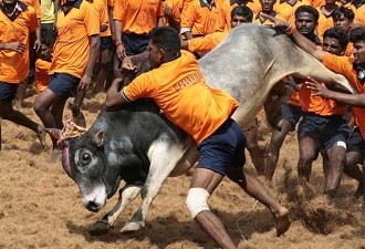 Jallikattu: Man vs Bull; Is Tradition Above Safety?
