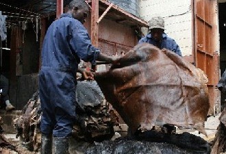Violators Of The Rights Of Animals, The Leather Industry