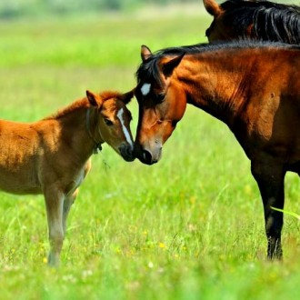 Man’s gift of Pandora’s Box to the Animal World