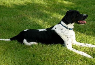 Beat the Heat: Tips to Care for Your Dog
