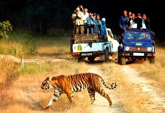 A Look At Tiger Woes: Limit Tourism, Save Tigers