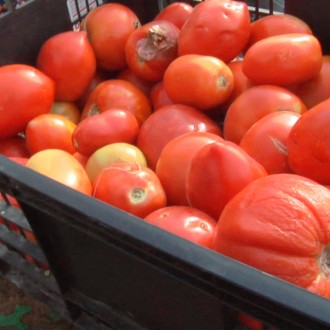 We Celebrate Festivals Like La Tomatina While The Poor Starve: Can’t We Put An End To This?