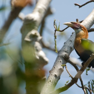 Does It Spell The End Of Hornbills In Andaman?