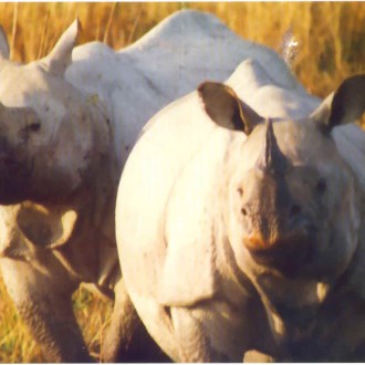 Let Us Do Something To Save The One-Horned Rhinoceros From Extinction