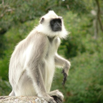 From The Royal Palace Of Mysore To The Land Of The Tigers: Let’s Go Traveling