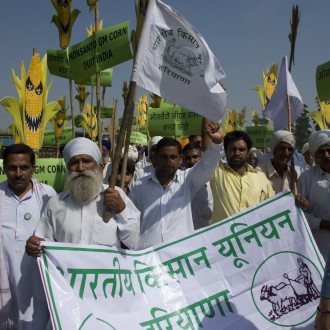 Genetically Modified Corn Data Raises Serious Concerns #Greenpeace India