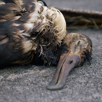 And We Thought We Can Go Green? Midway’s Dying Birds Show “Our” Reality