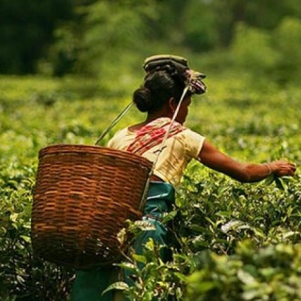 This Is The Agonising State Of Tea Garden Workers Of Assam