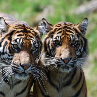 Here’s What Makes “Tiger Tiger Burning Bright” A Fiction Far From Reality