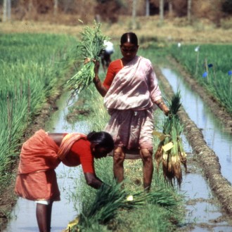 International Women’s Day 2013: Empowering Rural Women To Fight Hunger And Poverty [Part 3]