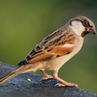 The Humble House Sparrow: Where Art Thou?
