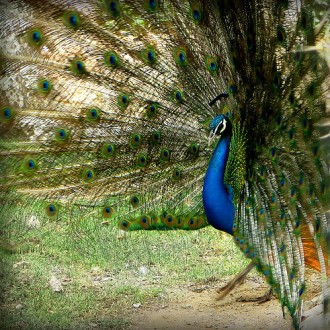 Ignored And Abandoned To Starve: Five Dance Forms Slowly Dancing Towards Extinction