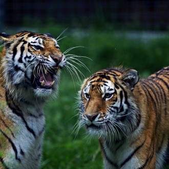 Mounting Population Of Tigers In India: A Positive Sign Of Wildlife Conservation
