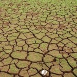 Climate Change And Agriculture in India: Need For Mitigation and Adaptation [RESEARCH]