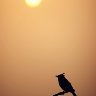 उड़ान: बंधे पंखों से कैसे भरू ? #PhotoNama