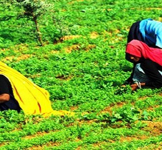 Here’s Why We Need To Switch To Organic Farming