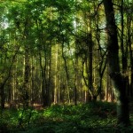 Don’t Just Pity The Greens: Become A Forest Hero With Greenpeace