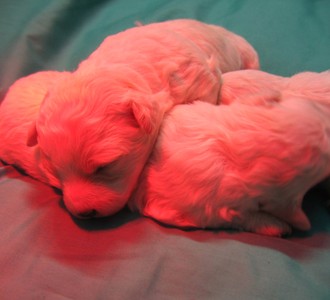 These Animals Are Genetically Mutated And You Probably Didn’t Know About Them