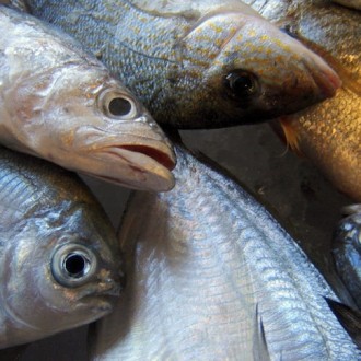 The “Trash” Fish That Can Save The World