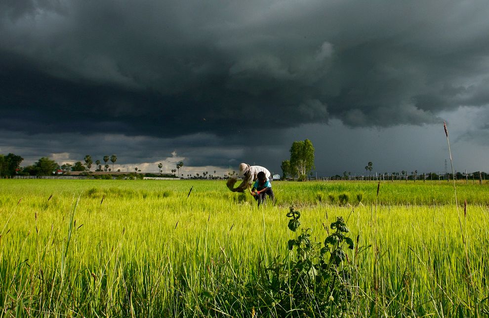 Bin-Mausam Rain And Its Adverse Impact On Agriculture